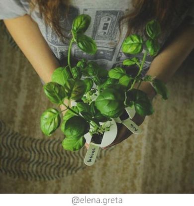 Click & Grow, Smart Soil, kapsułki z nasionami, bazylia, 3 szt.