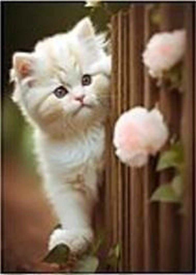 Adar, diamentowa mozaika, kotek, 30-40 cm