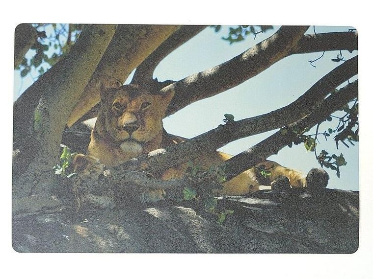 Adar, podkładka na biurko, piankowa, lwica, 60-40 cm