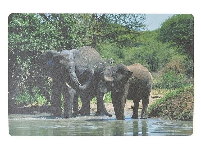 Adar, podkładka na biurko, piankowa, słonie, 60-40 cm