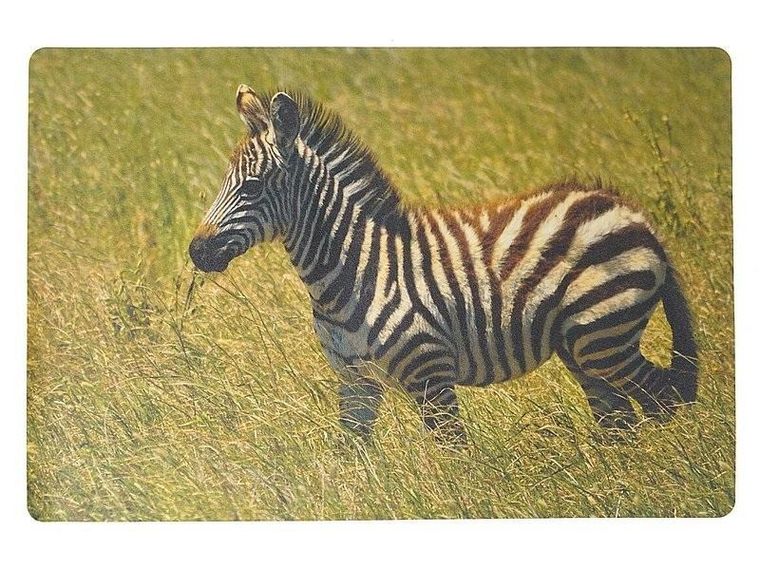 Adar, podkładka na biurko, piankowa, zebra, 60-40 cm