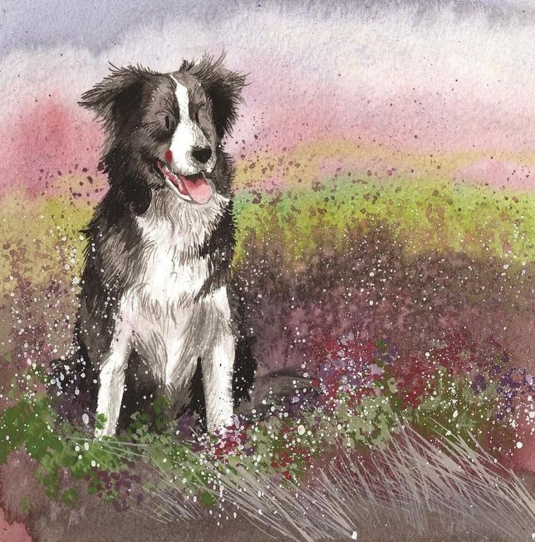 Alex Clark, karnet, pies collie