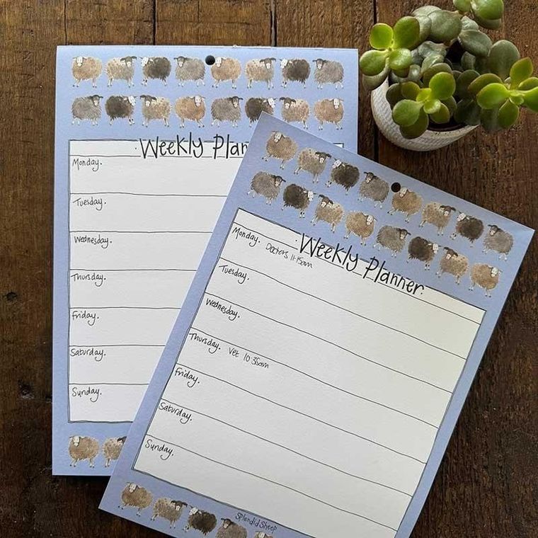 Alex Clark, tygodniowy planer, A4, 60 kartek, Owieczki