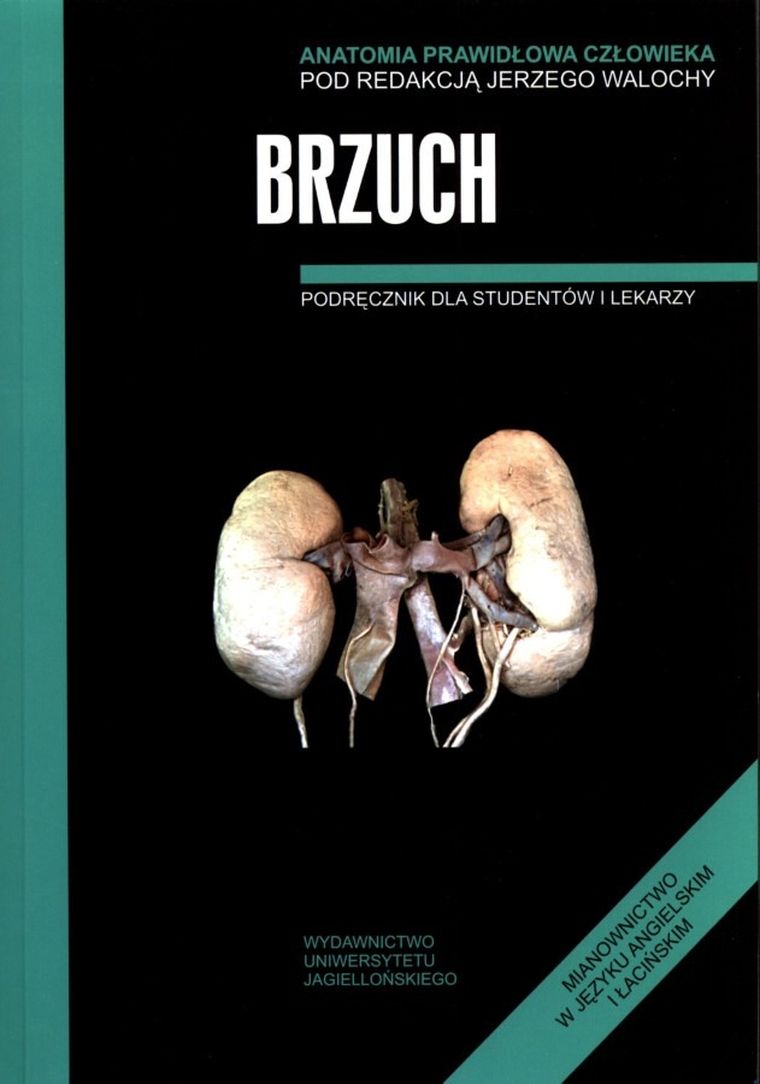 Anatomia prawidłowa człowieka. Brzuch