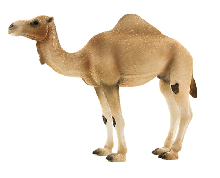 Animal Planet, Wielbłąd arabski - dromader, figurka