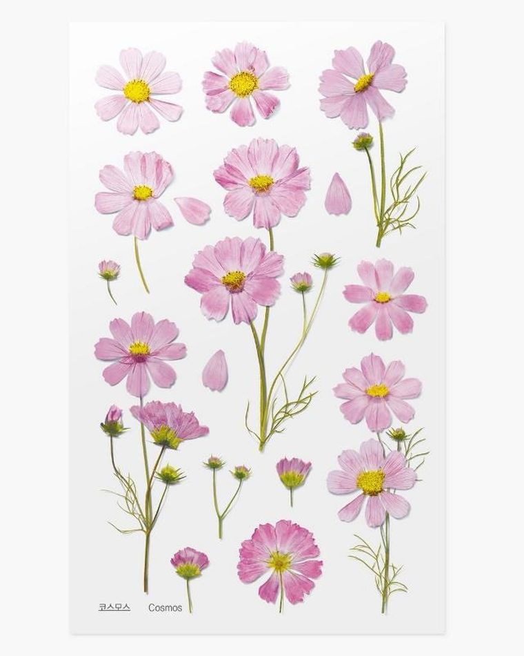 Appree, naklejki ozdobne, kwiaty, kosmos aster