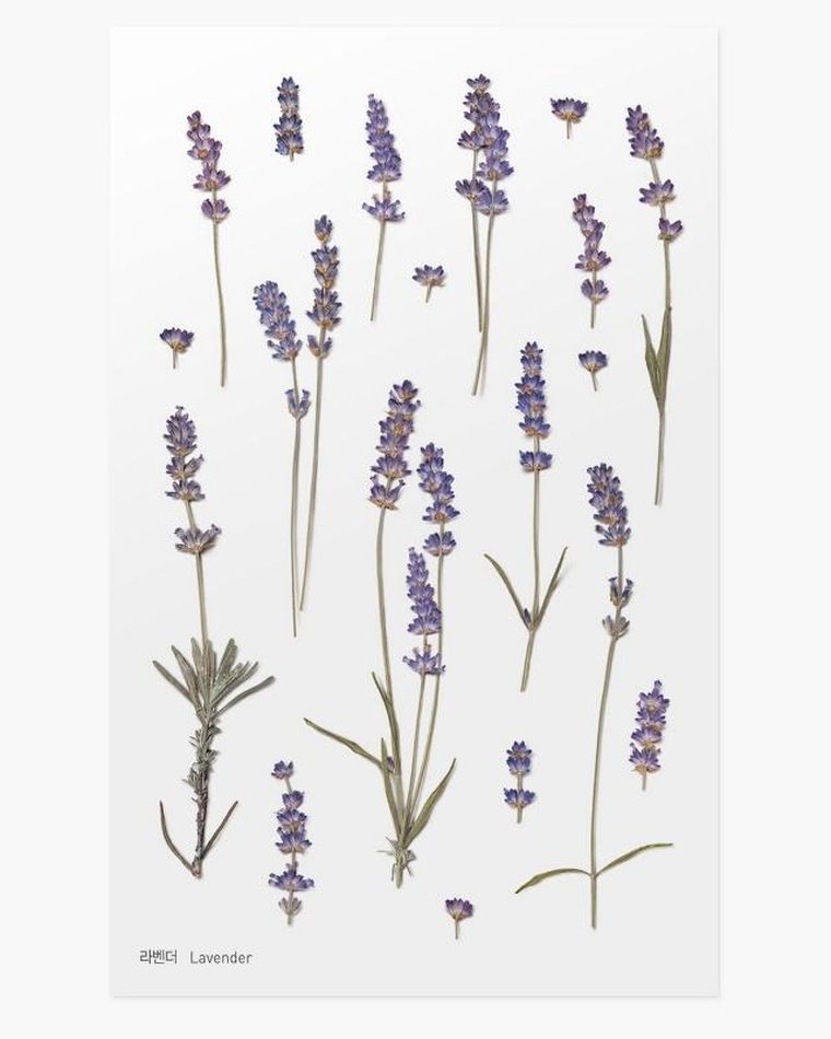 Appree, naklejki ozdobne, kwiaty, lawenda