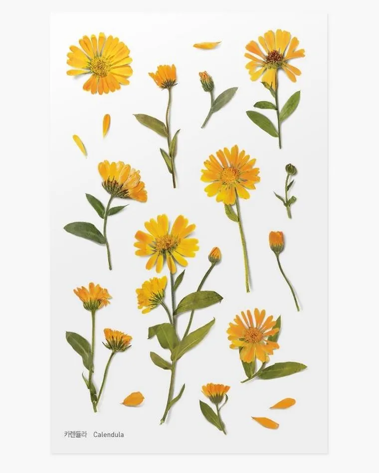 Appree, naklejki ozdobne, kwiaty, nagietek