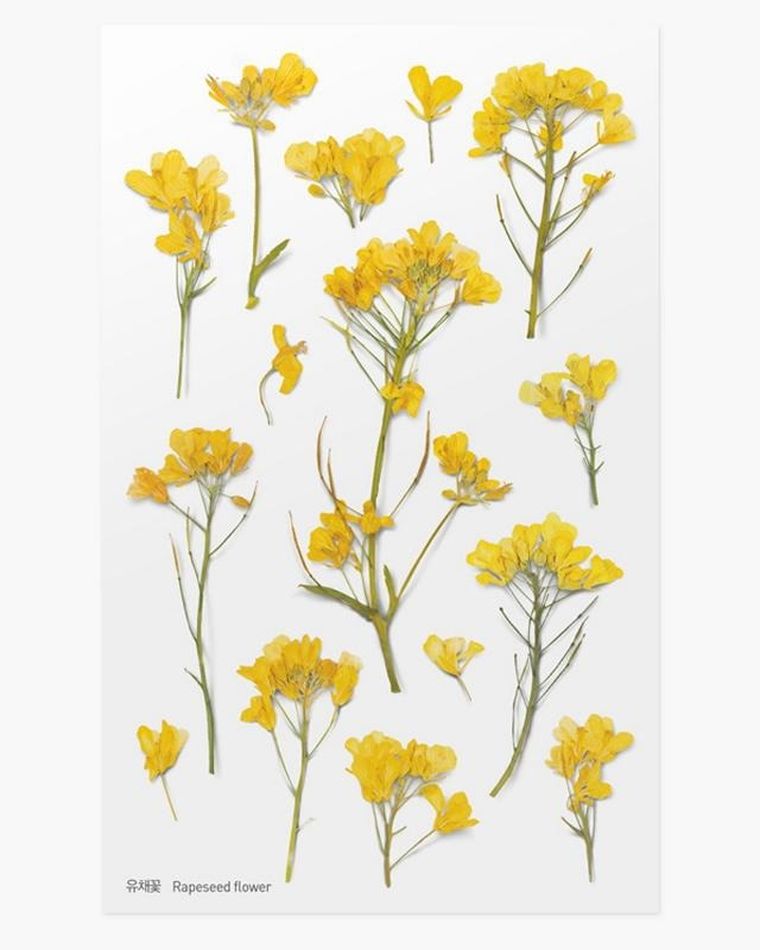 Appree, naklejki ozdobne, kwiaty, rzepak