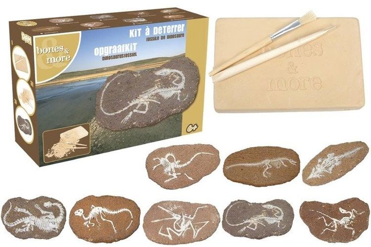 Bones&More, wykopalisko na kamieniu, szkielet dizozaura