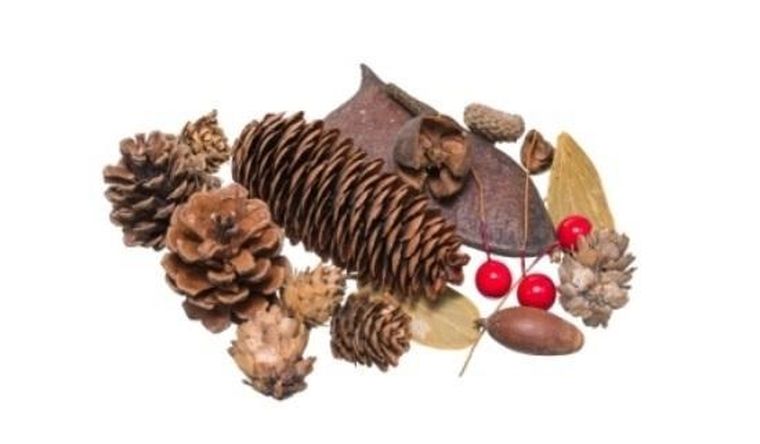 Brewis, susz dekoracyjny, 30g