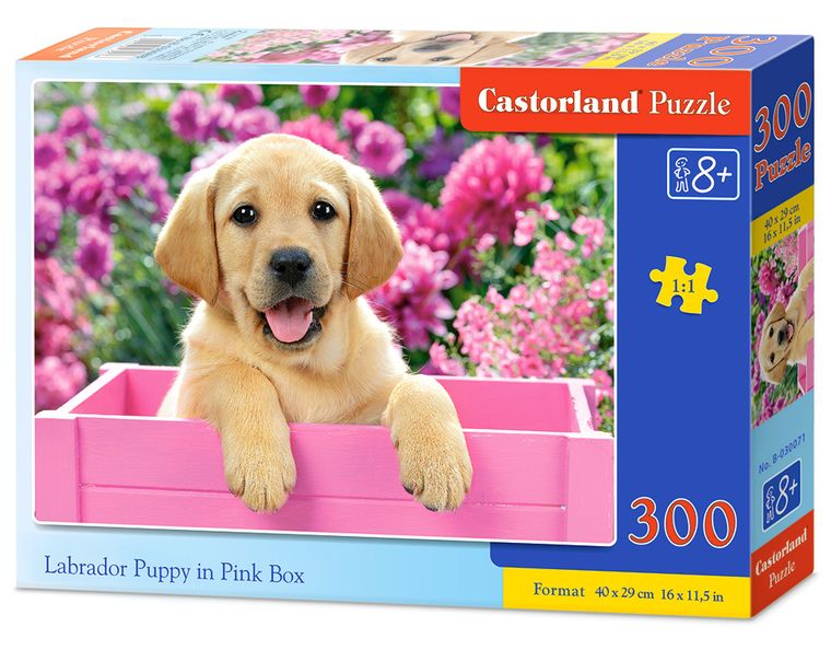Castorland, Szczenię labradora, puzzle, 300 elementów