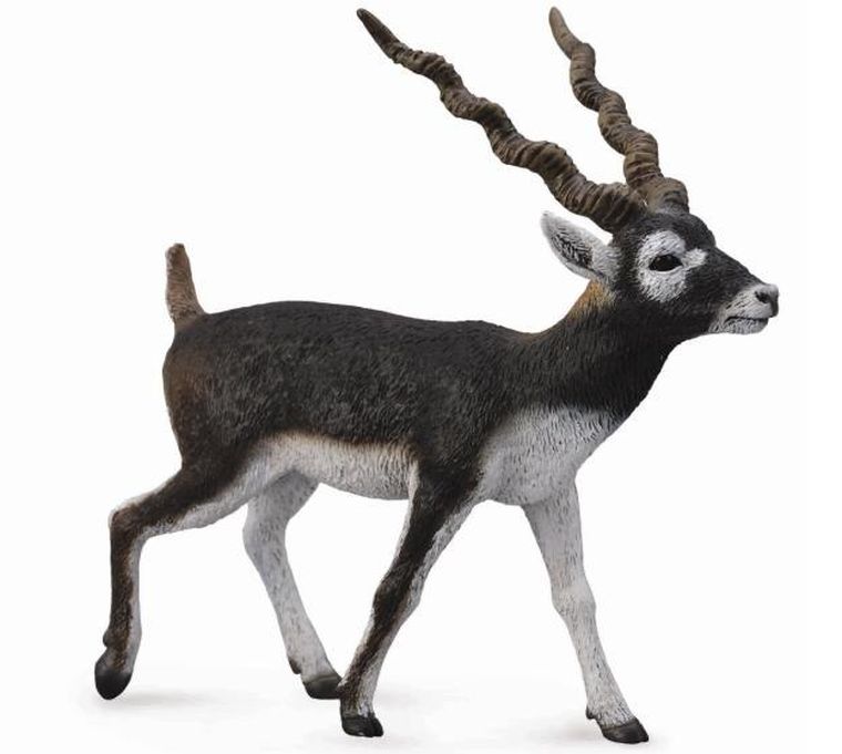 Collecta, Antylopa Blackbuck, figurka, 88638