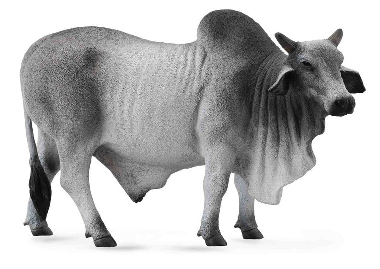 Collecta, Byk Brahman, figurka, 88579