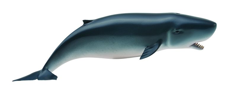 Collecta, Kaszalot Młody, figurka, 88653