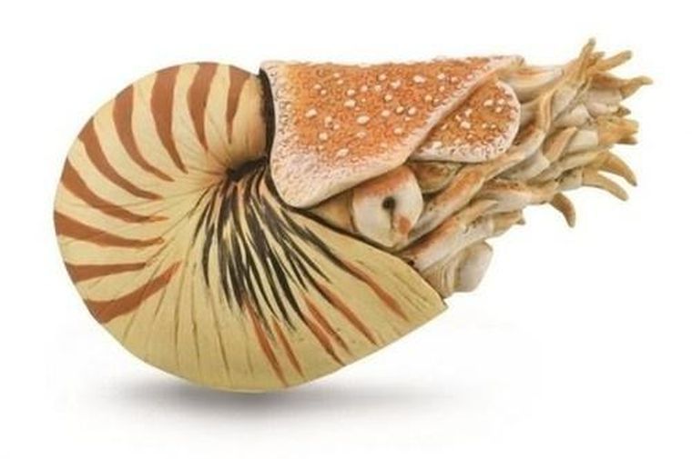 Collecta, Nautilus Pompilius, figurka