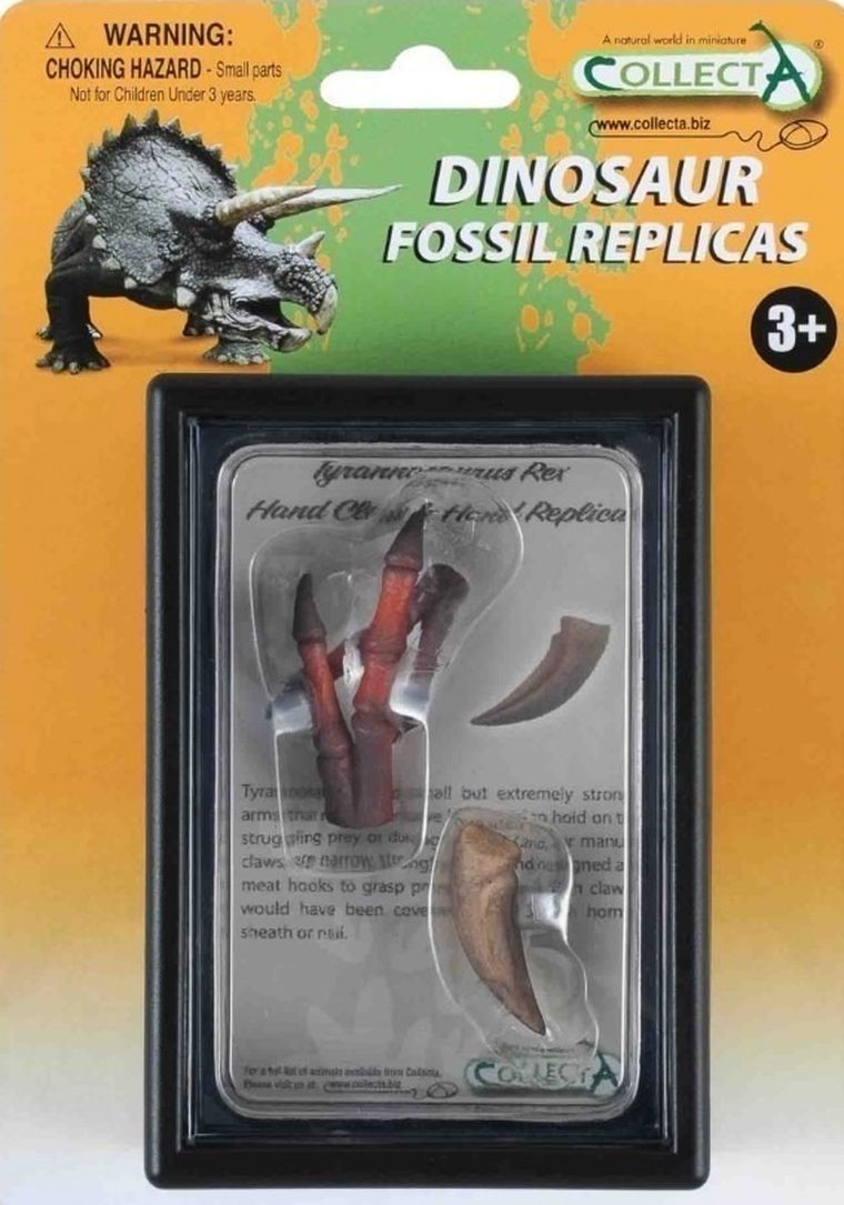 Collecta, pazur i replika kończyny górnej Tyranozaura