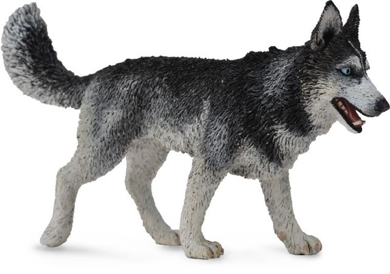 Collecta, Pies rasy Husky, Syberyjski, figurka, 88707