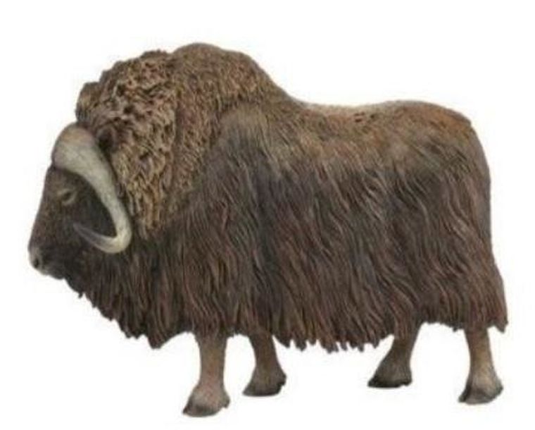 Collecta, Piżmowół arktyczny, figurka