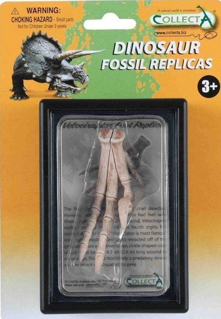 Collecta, replika kończyny dolnej Velociraptora