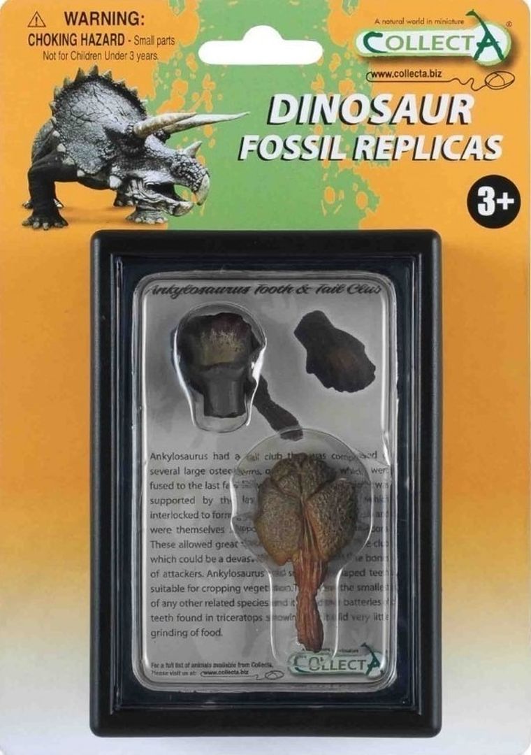 Collecta, ząb i ogon Ankylozaura