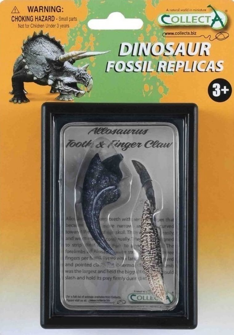 Collecta, ząb i pazur Allozaurusa