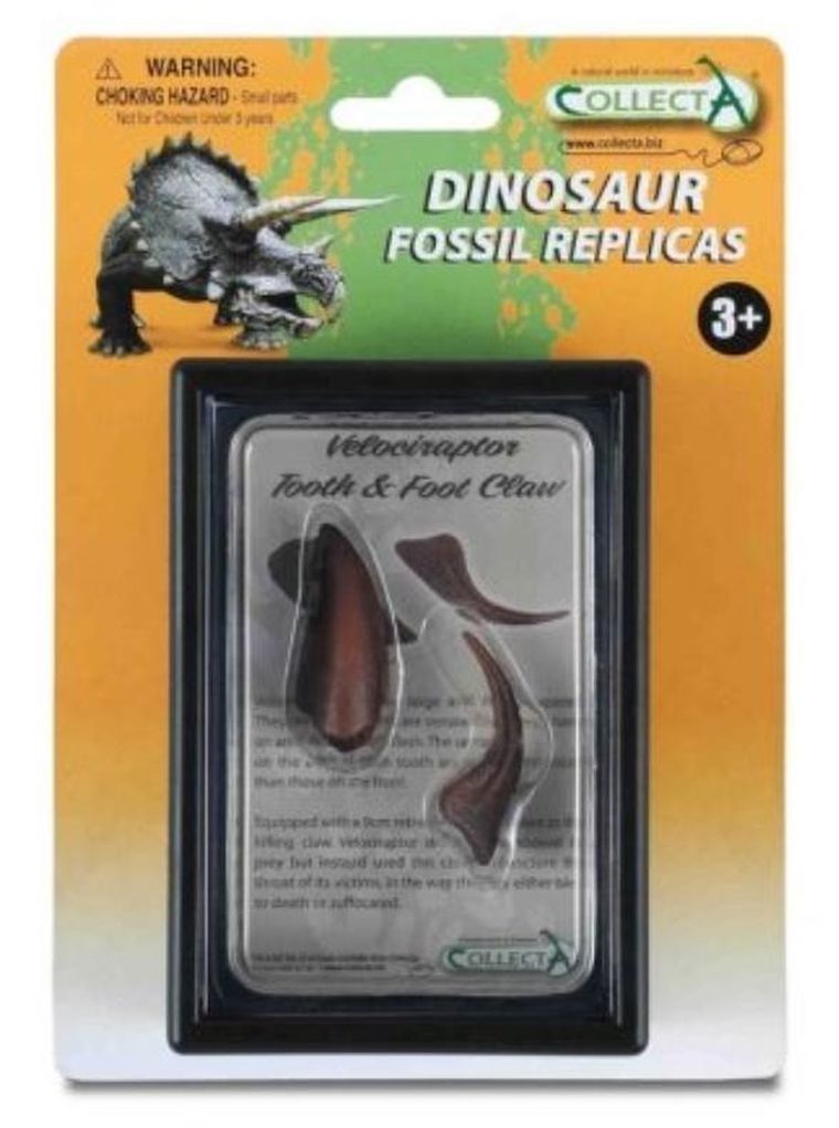 Collecta, ząb i pazur kończyny dolnej Velociraptora