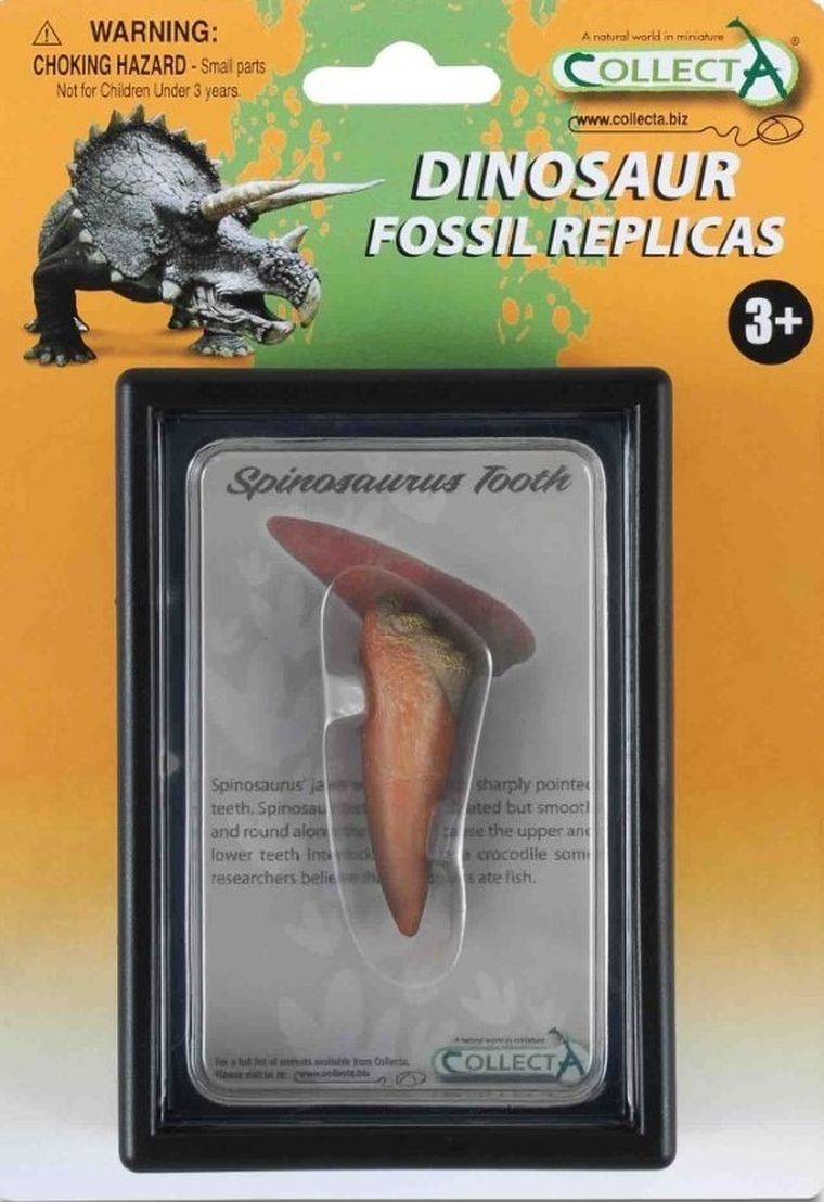 Collecta, ząb Spinozaura