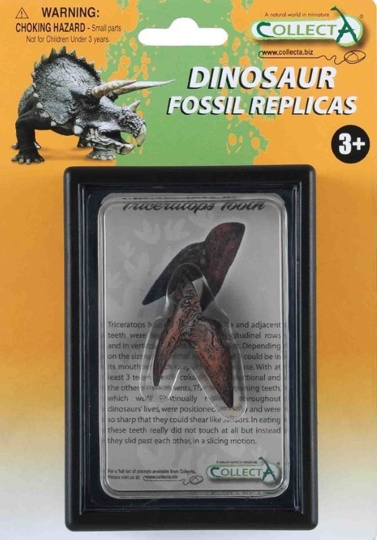 Collecta, ząb Triceratopsa