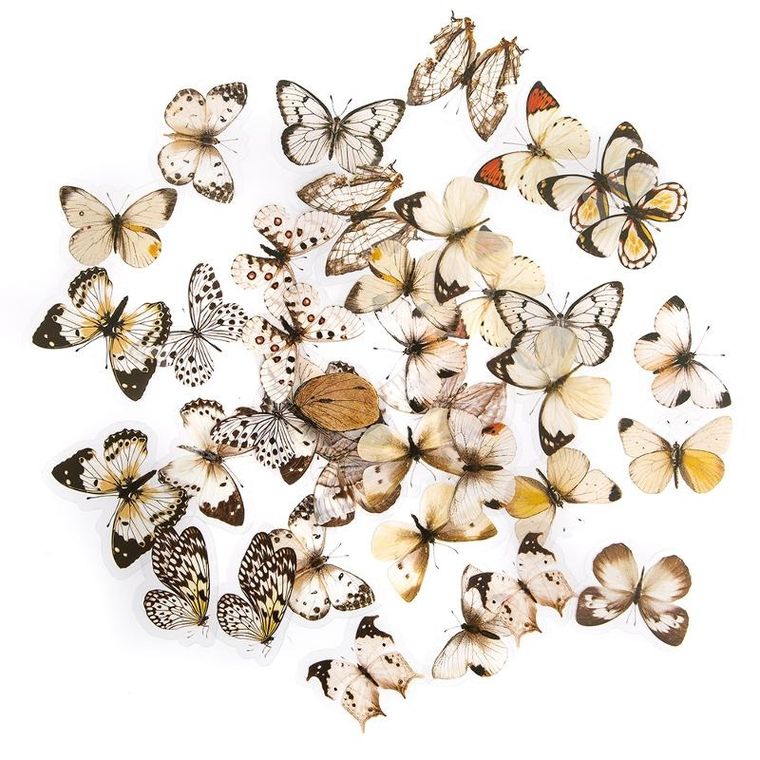 Dalprint, naklejki pet, motyle black&white, 40 szt.