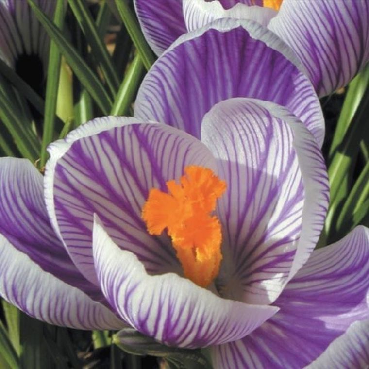 DaVinci, karnet z kopertą, Krokus, 16-16 cm