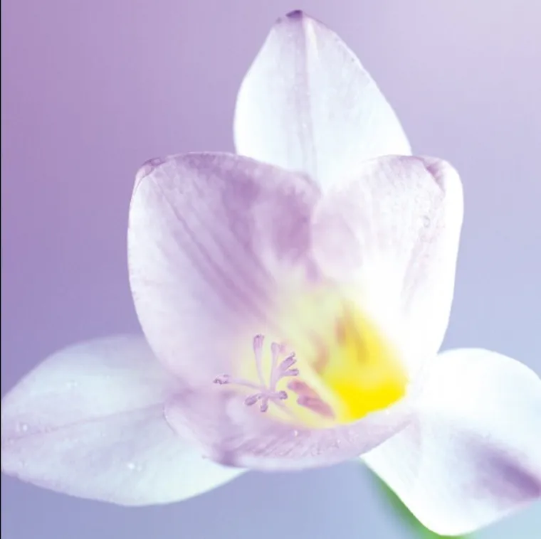 DaVinci, karnet z kopertą, Kwiat biały, 16-16 cm