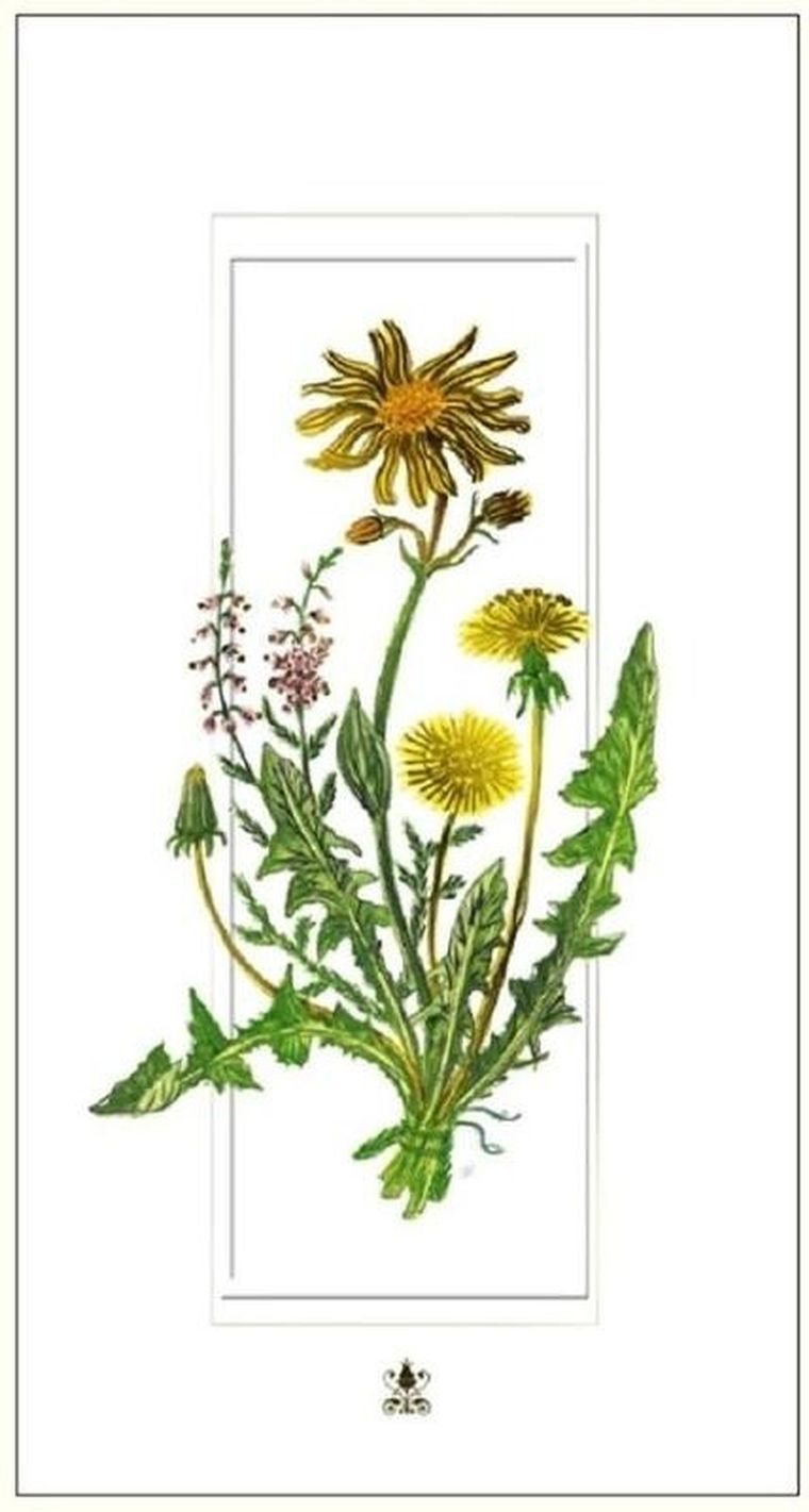 DaVinci, karnet z kopertą, Mlecze, 12-23 cm