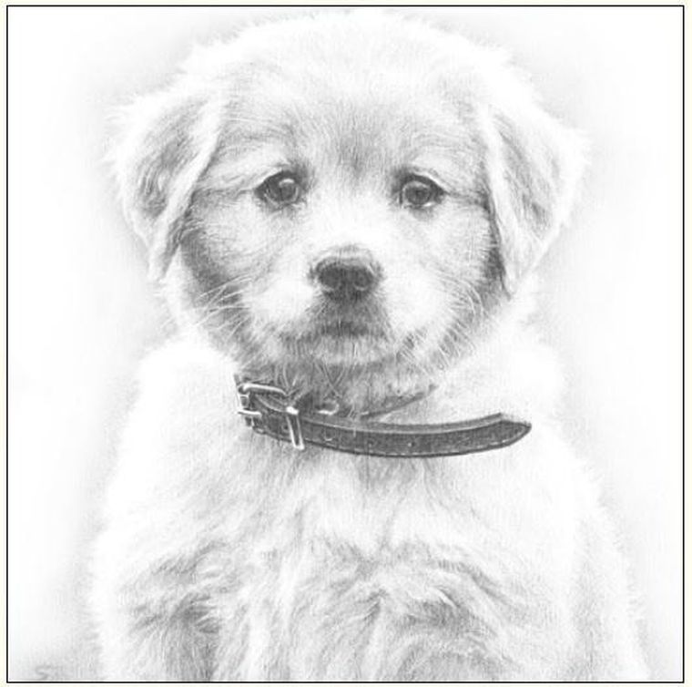 DaVinci, karnet z kopertą, Pies szkic, 16-16 cm