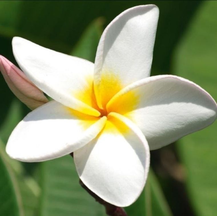 DaVinci, karnet z kopertą, Plumeria, 16-16 cm