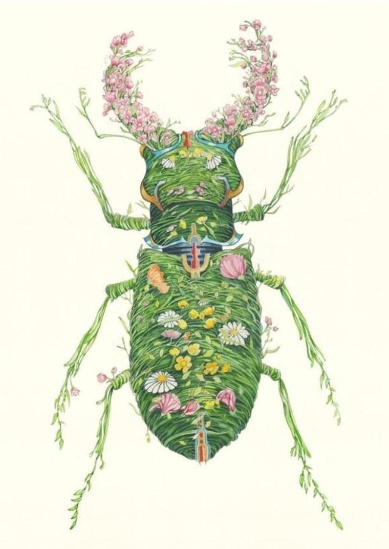 DM Collection, karnet B6 z kopertą, Chrząszcz