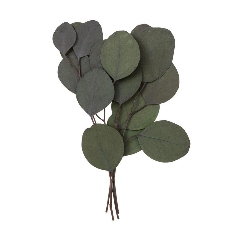 DP Craft, eukaliptus populus, zielony, 4 gałązki, 20 cm