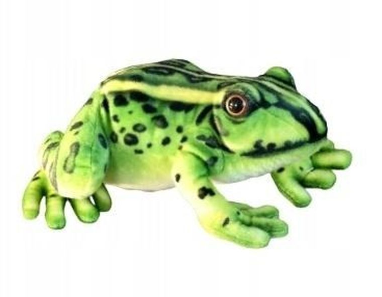 Dubi, Żaba, maskotka, 28 cm
