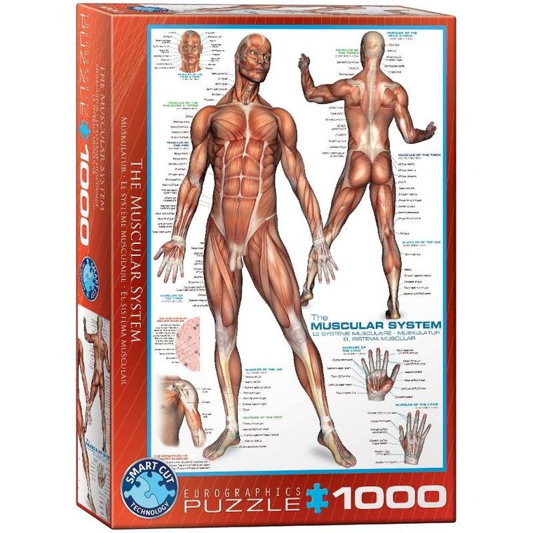 Eurographics, The Muscular System, puzzle, 1000 elementów