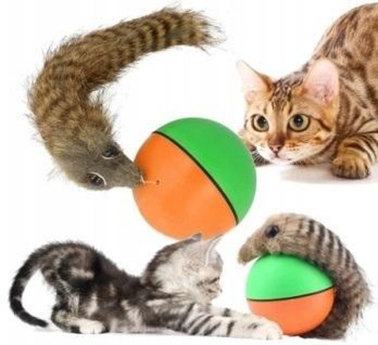 Fretka, zabawka dla kota