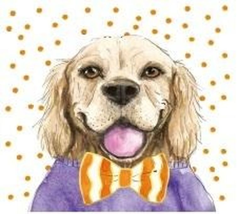 Henry, karnet, pies pomarańcz