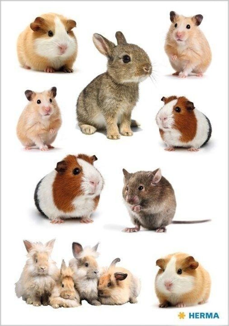 Herma, Decor, naklejki, gryzonie