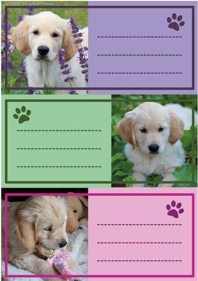 Herma, naklejki szkolne, pieski