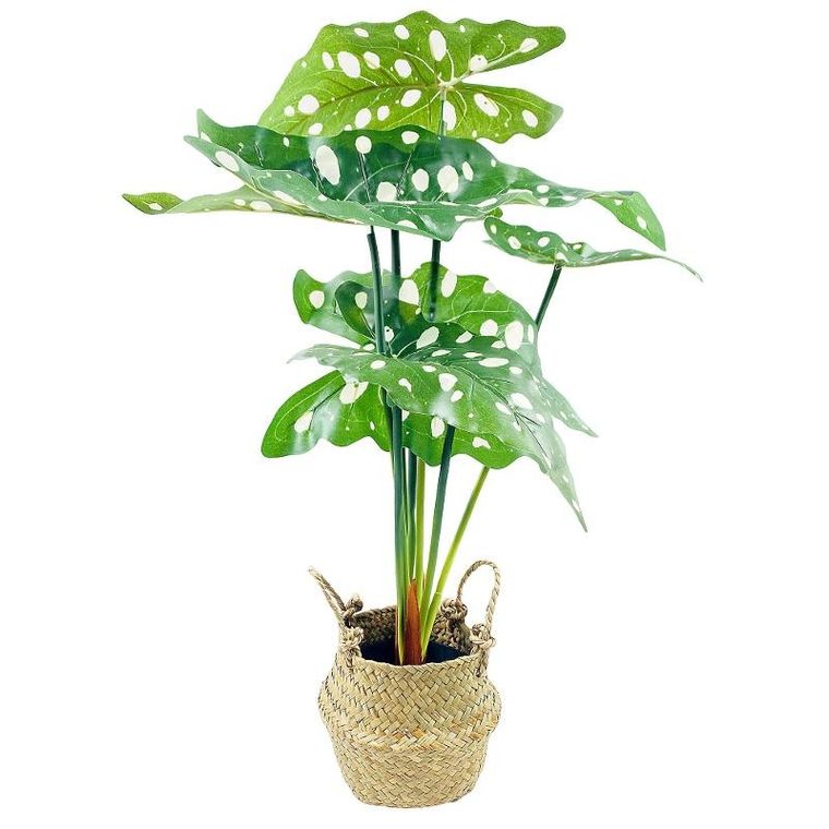 Home Styling Collection, Alokazja, kwiat sztuczny w koszyku
