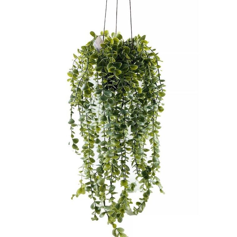 Home Styling Collection, sztuczna roślina wisząca, Senecio, 60 cm