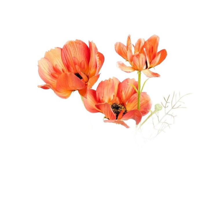 Homla, Emra, gałązka sztuczna maki pomarańczowe, 76 cm