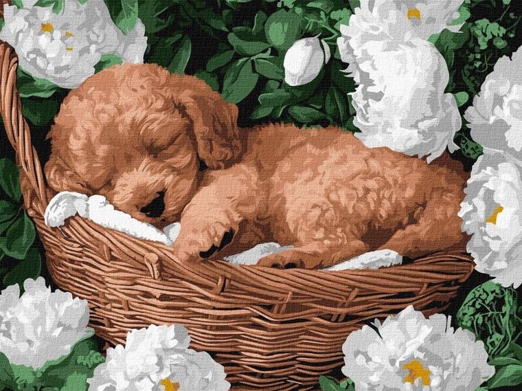 Ideyka, malowanie po numerach, Śpiący pudel, 30-40 cm