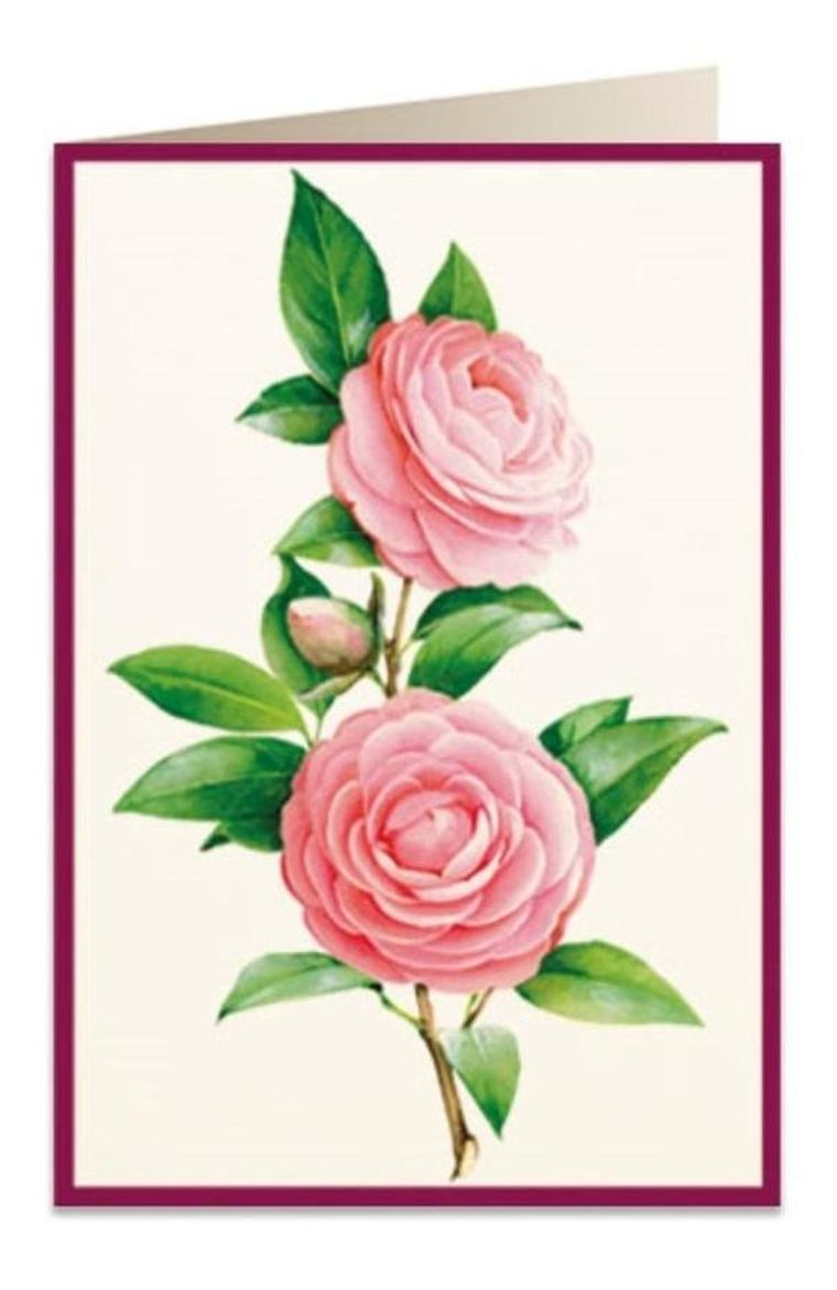 Karnet B6, + koperta, Kamelia 2