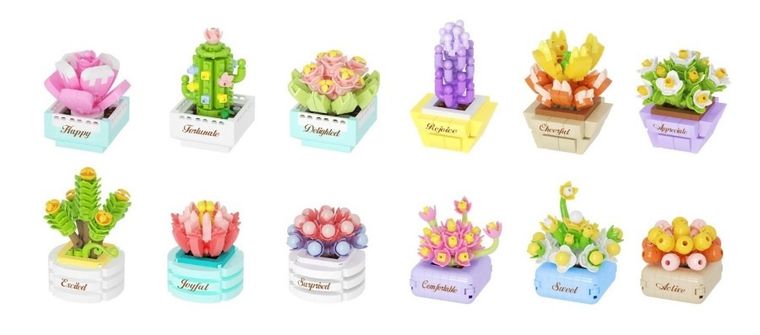 Koco, sukulenty w doniczce, 1 szt.