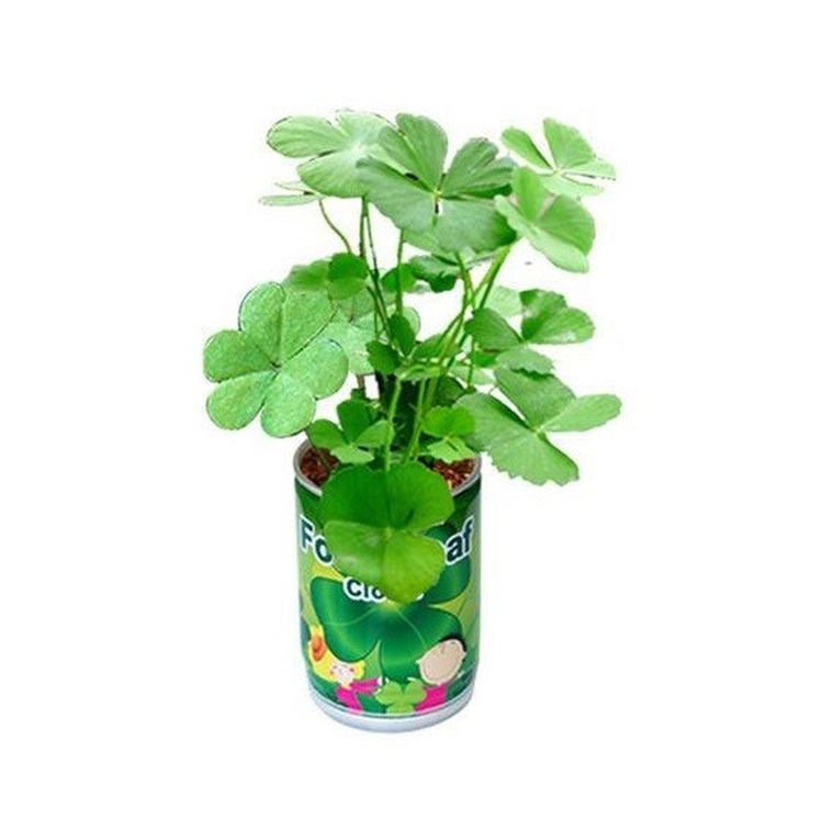 Koniczyna z puszki na szczęście